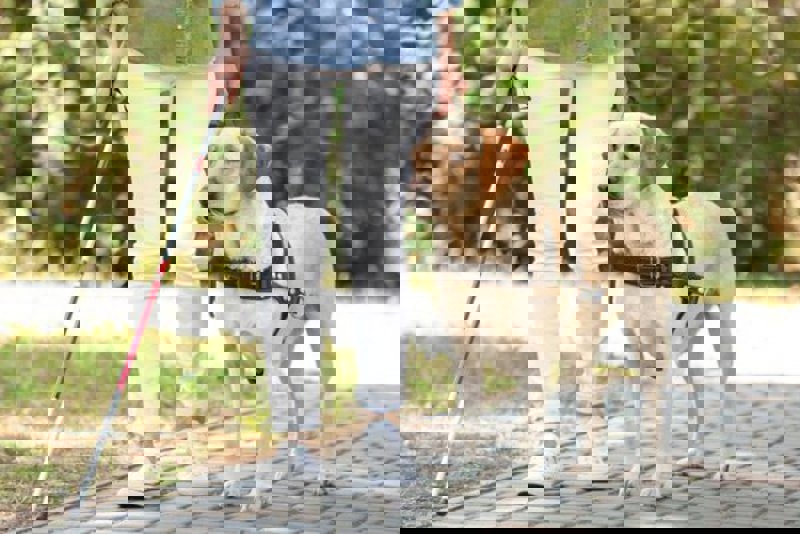 Hulphond Seeing Eye Dog Adoption 1